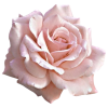 flor-removebg-preview (9)